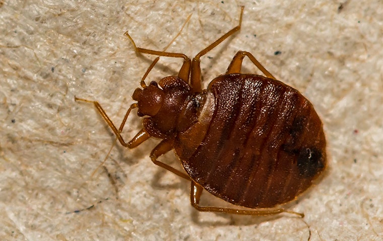 Bed Bug on fabric
